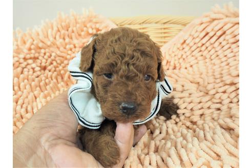 成約済の埼玉県のトイプードル-103125の1枚目